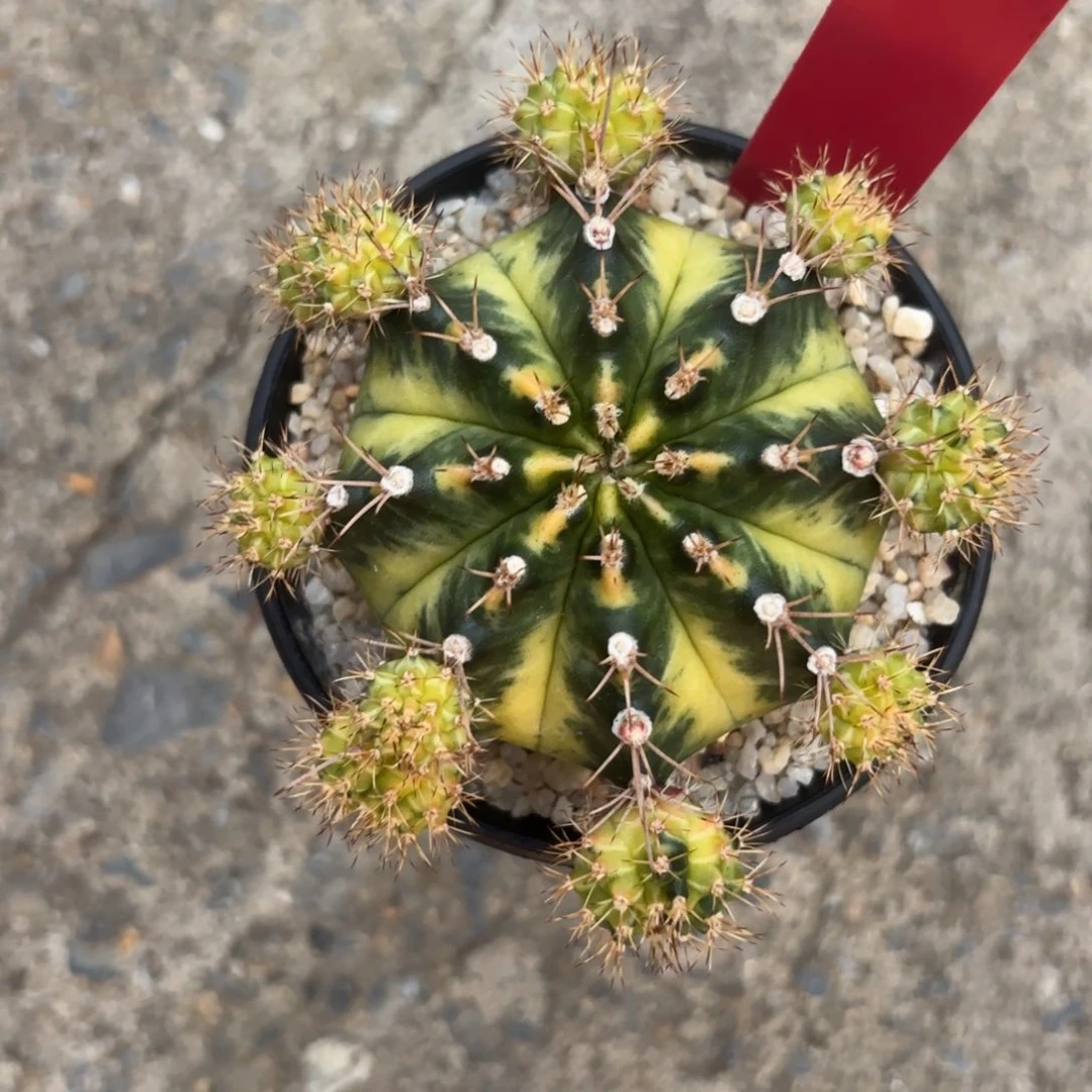 ****ʔL574-0104泰国发货 约瑟芬