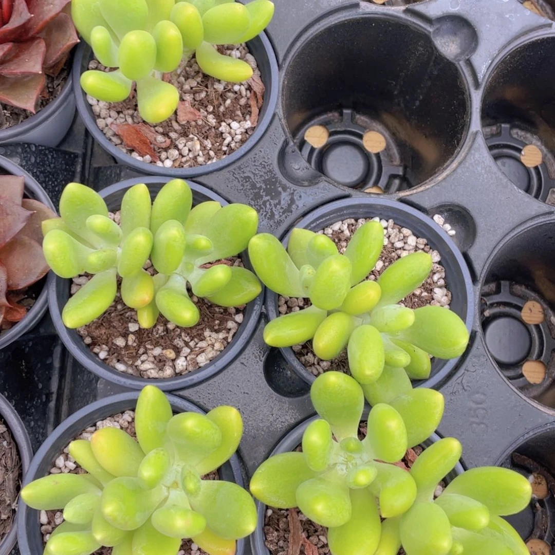 793号 金蝉双头一个