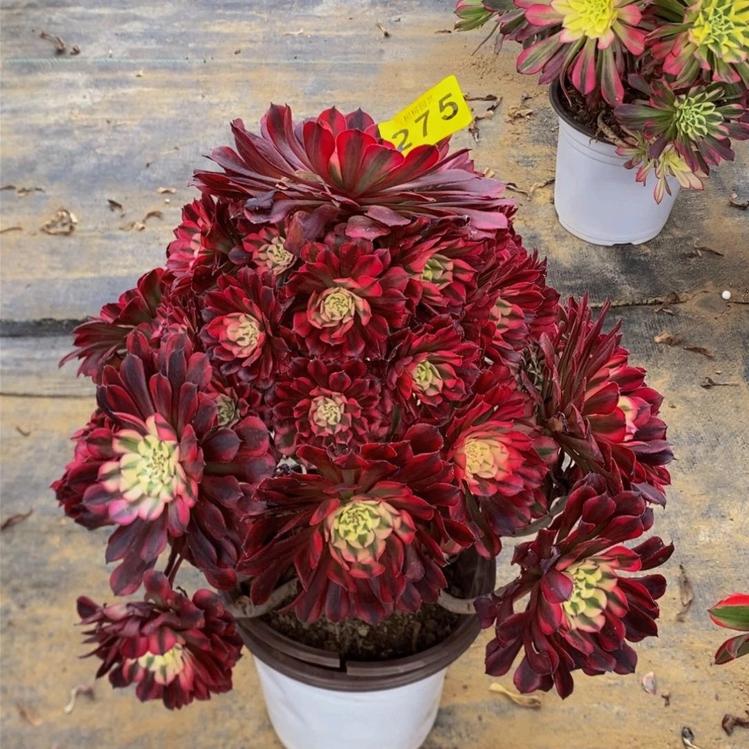 用****9多肉0000275红铜白