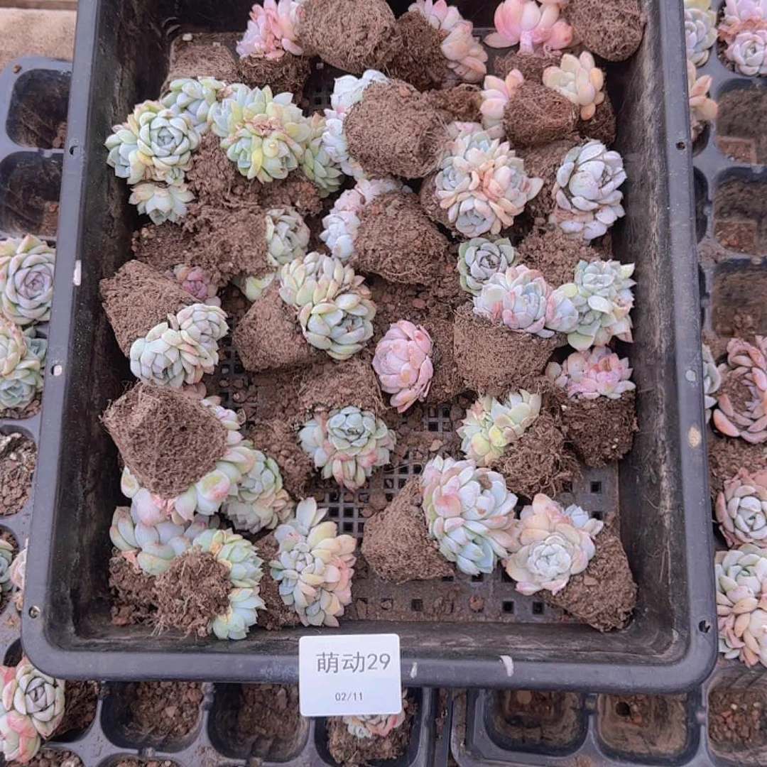 直播一物一拍多肉29