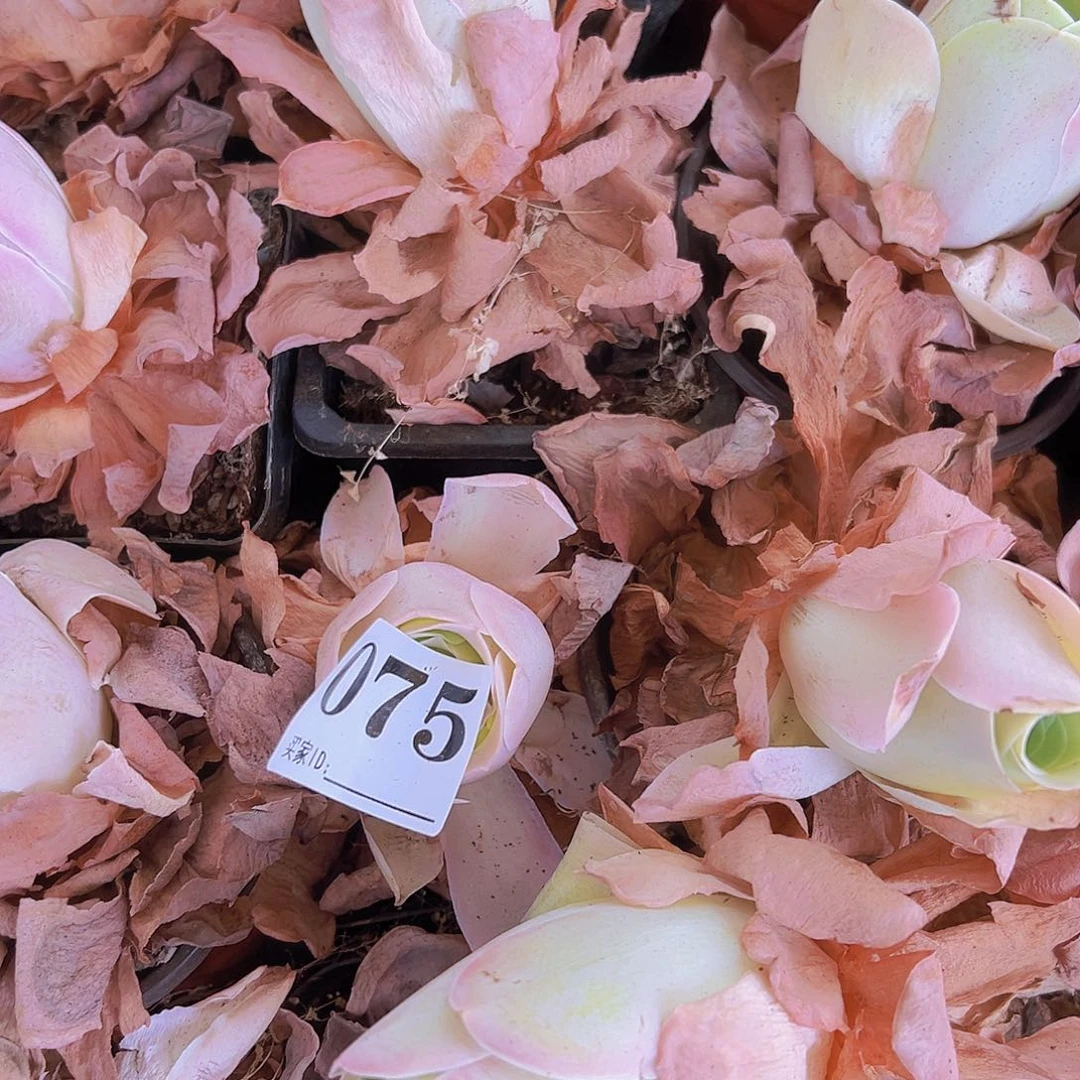 075老桩粉桃2颗带盆带土