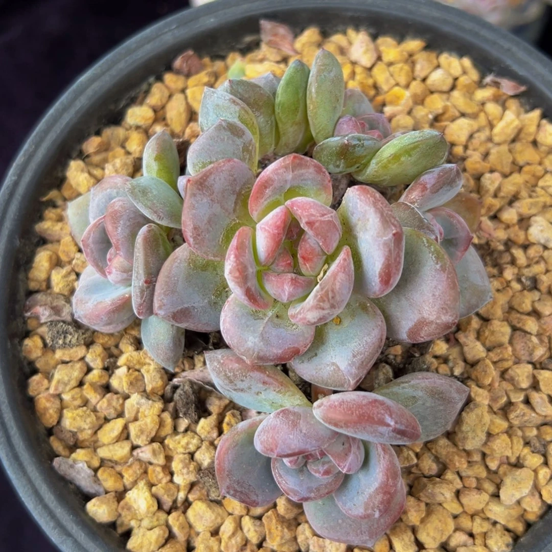 星影星影 星影星影