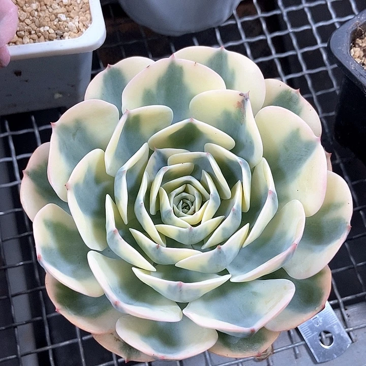 玉蝶锦多肉植物的