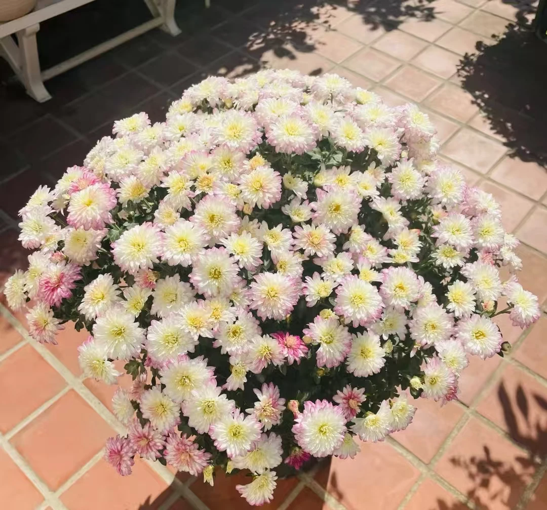 （花雨）球菊多季节开花耐热耐晒耐寒适合室内外盆栽易养护