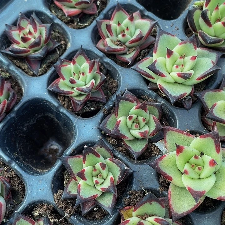 小黑乌木1元带土发