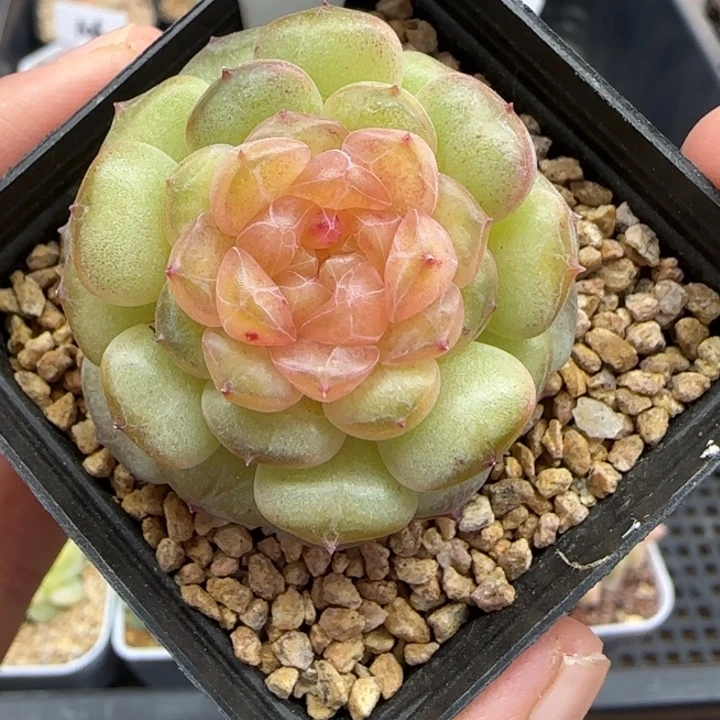 815号流萤风花个体