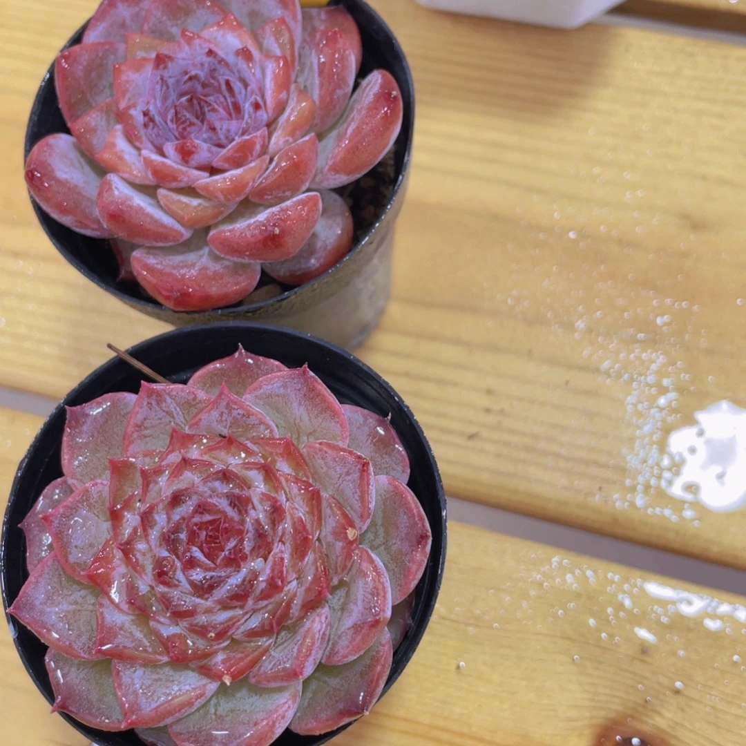445号 全状态睫毛焦糖莓莓两个