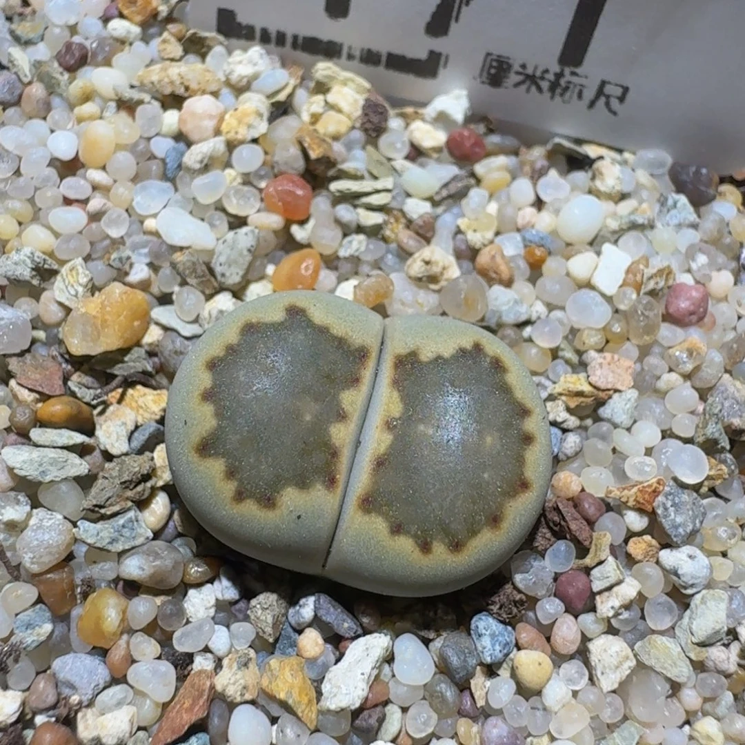 Zzzzx精品生石花171