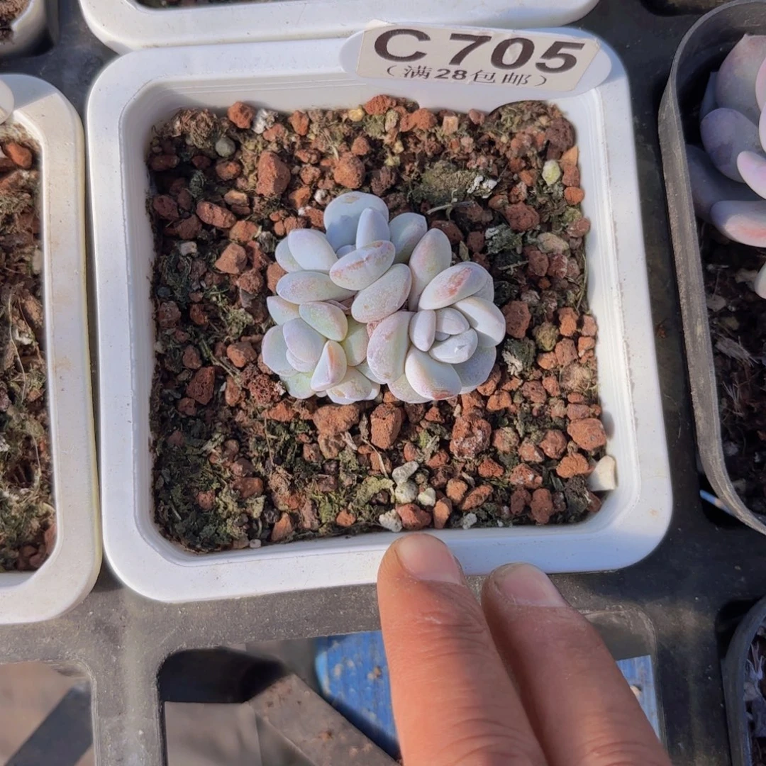 C705雪莲群一物一拍