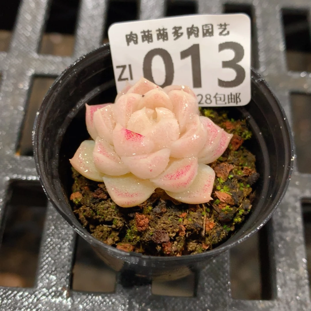 肉萌萌拇指盆精控多肉ZI013