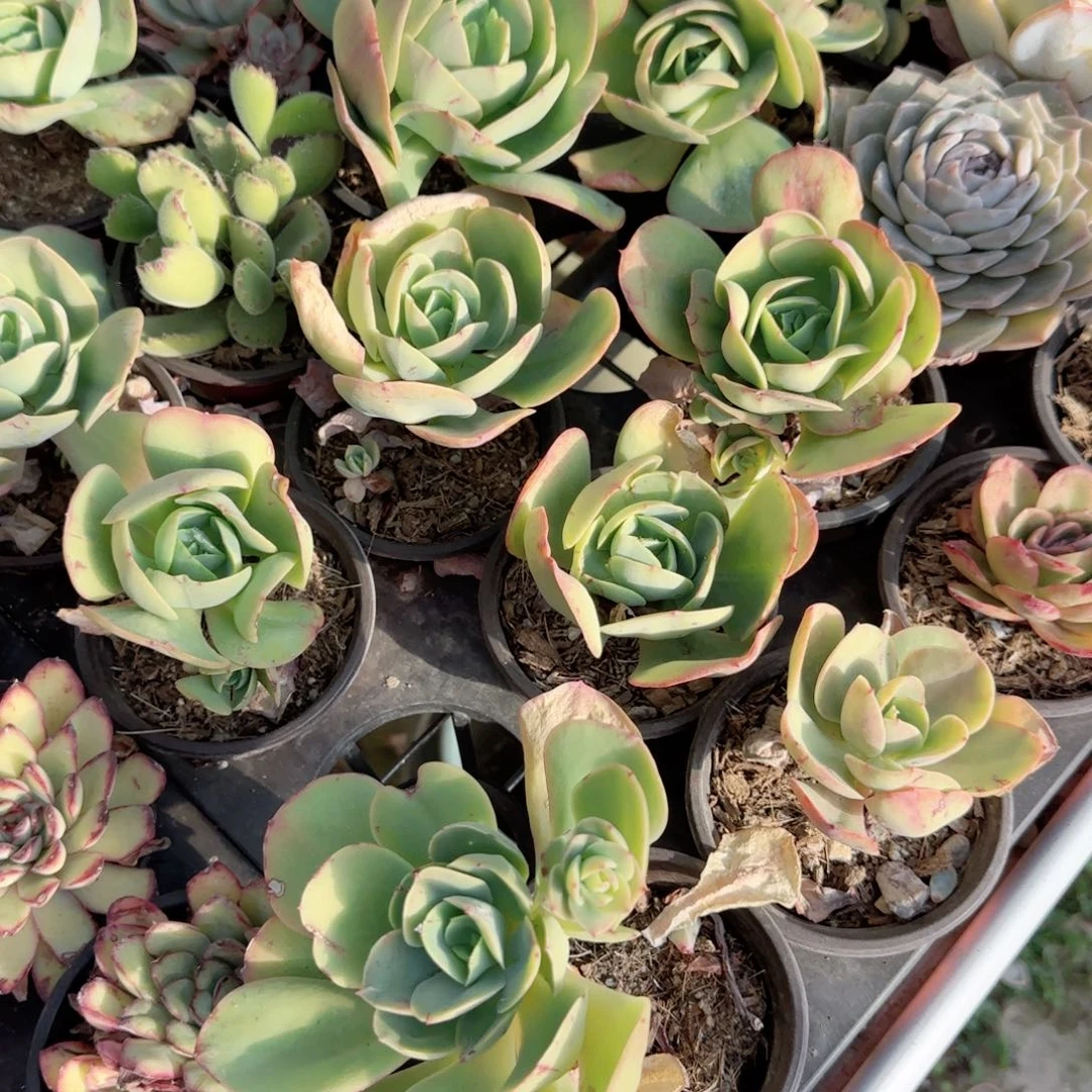 无花朵90碧桃单头