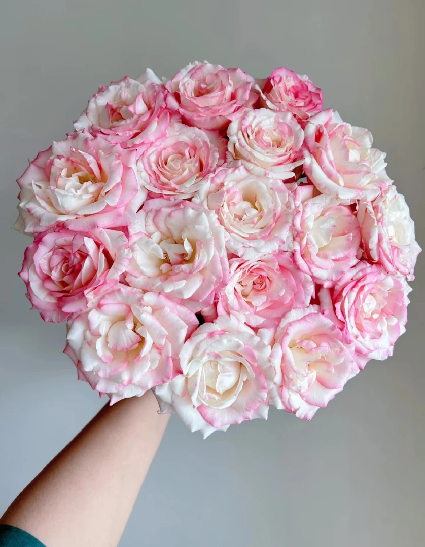 霓裳--单头玫瑰（收到第一时间醒花）