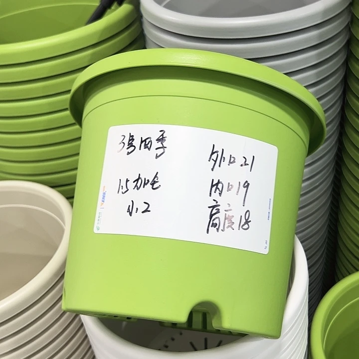 正品3号四季口21高18果绿无托10只