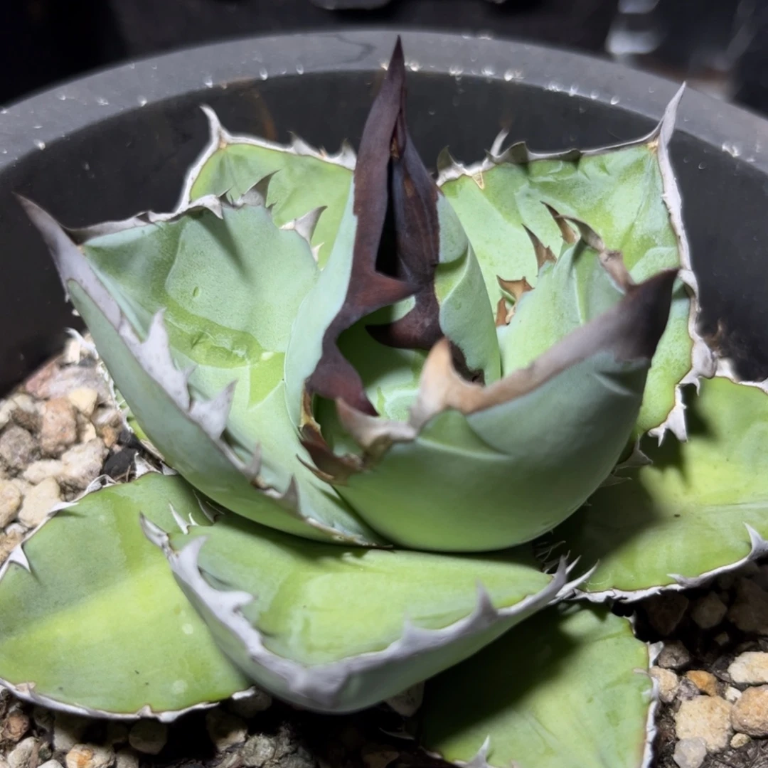 蓝肌 龙舌兰 绿植盆栽
