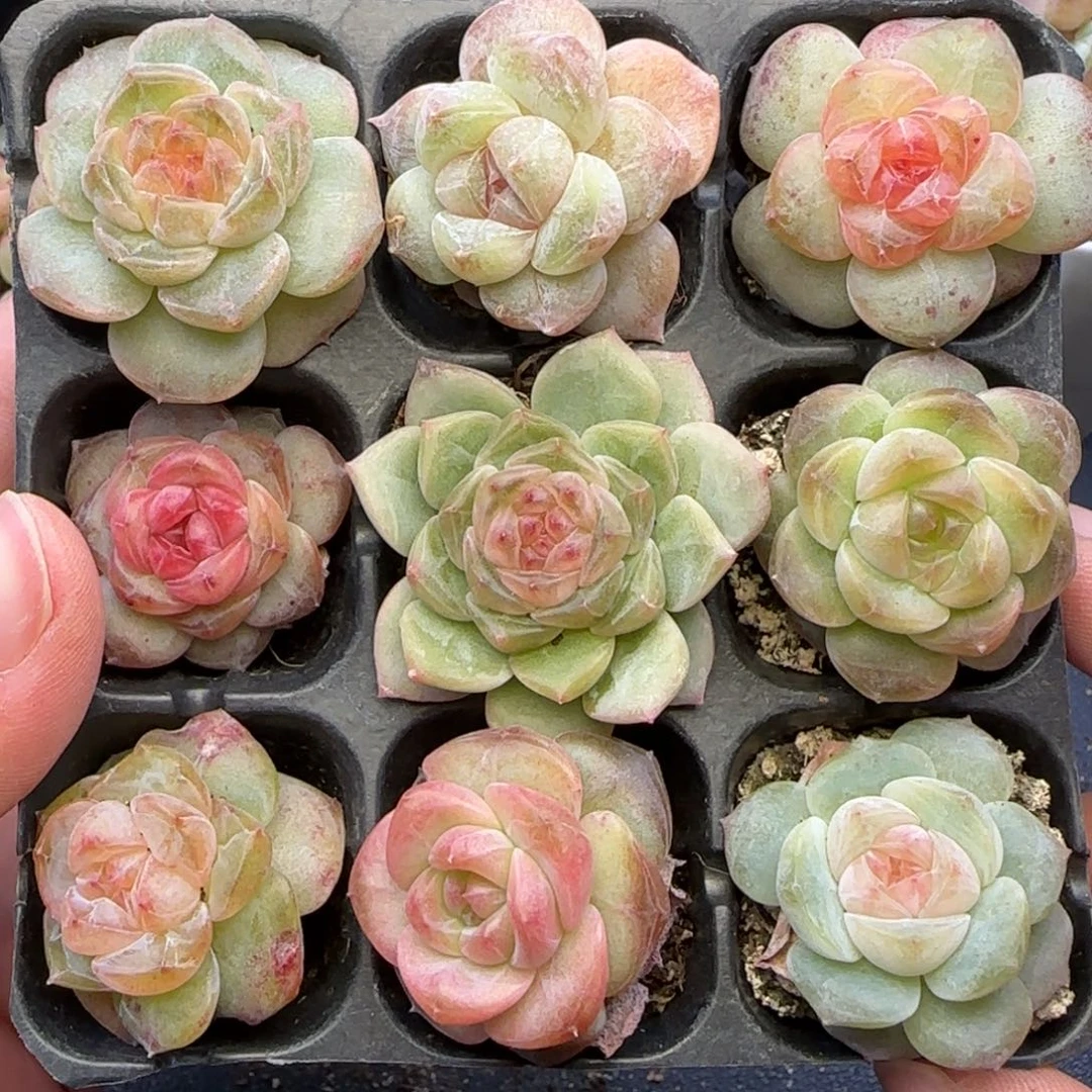 【满29包邮非偏远】645九棵混搭