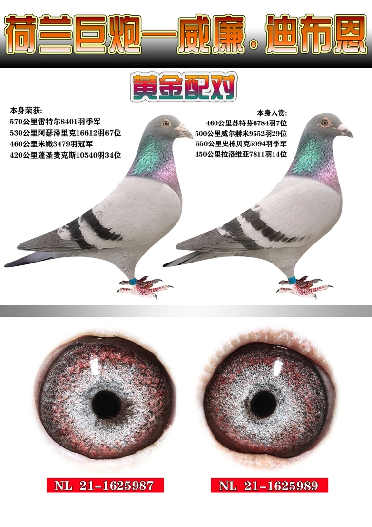 信鸽种鸽专用鸽粮高端鸽窝足环天落包邮鸽子猫粮鸽子