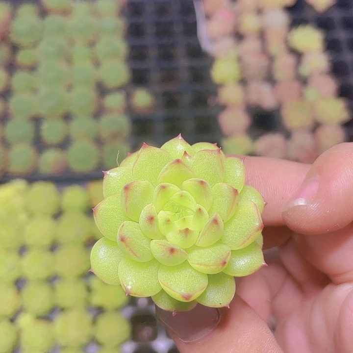 绿体麦杆优选【满10颗包邮】