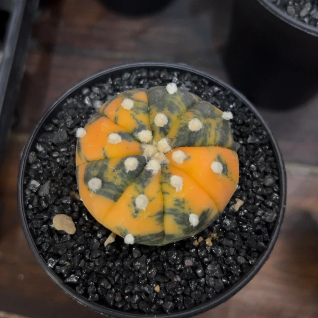 实生兜锦 高跟鞋专拍