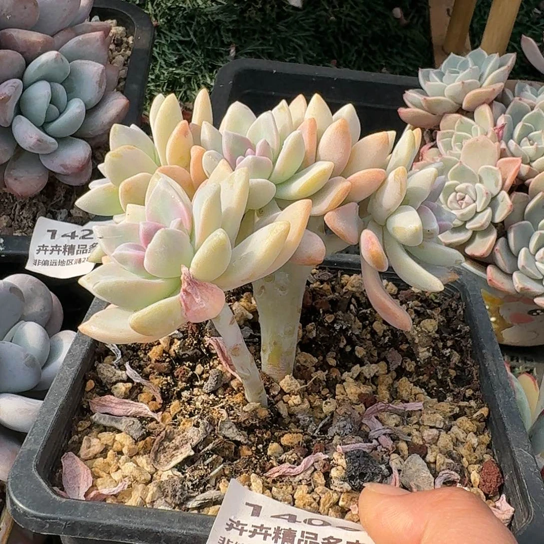 1406一物一拍（满28包邮）