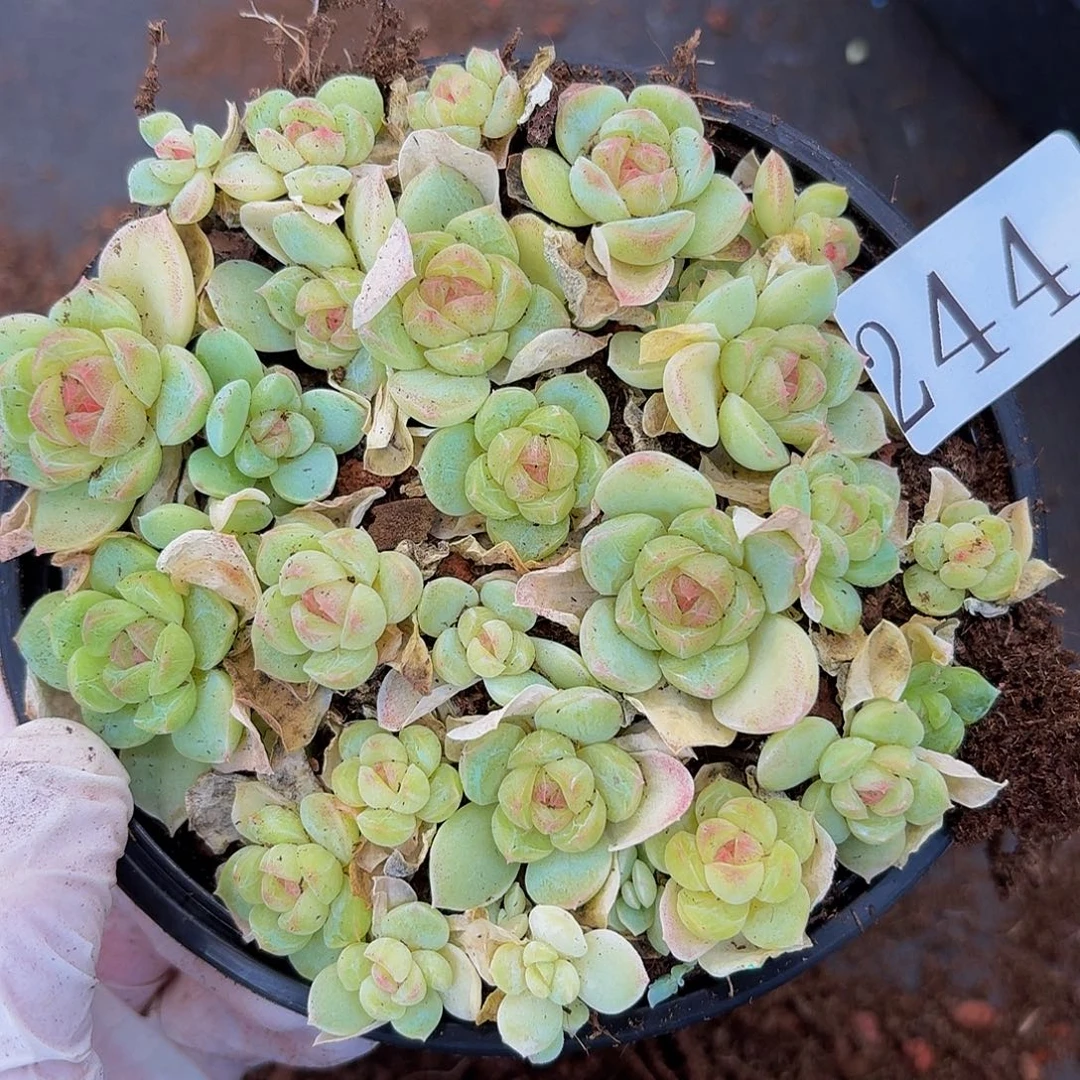 多肉植物多肉植物244