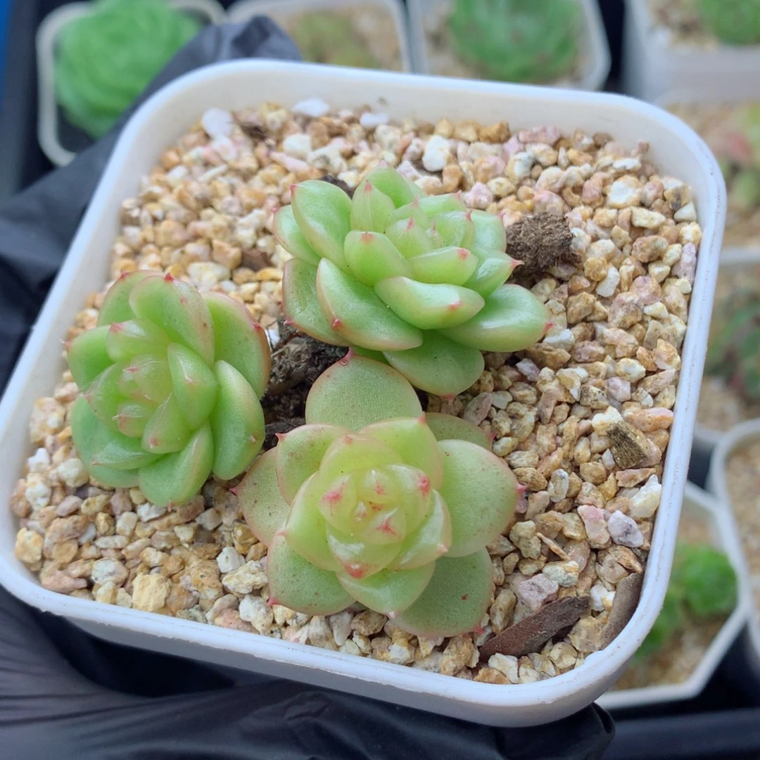 58包邮  群生不包整玉芷珍妮69