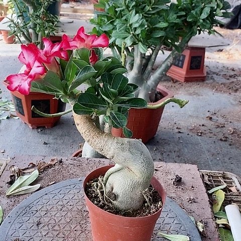 【闪购商品】无花朵（****云