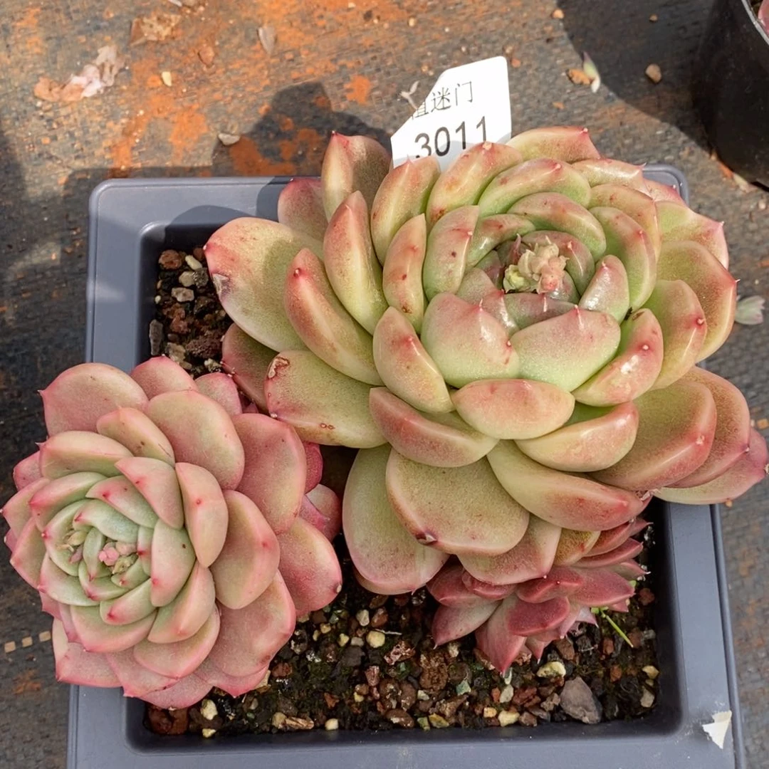 ?**虫杆子有问题不包售后3011