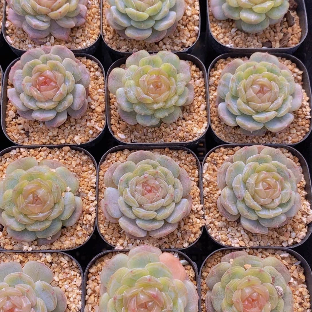 量拍29号 精品糖心白恋单头一个