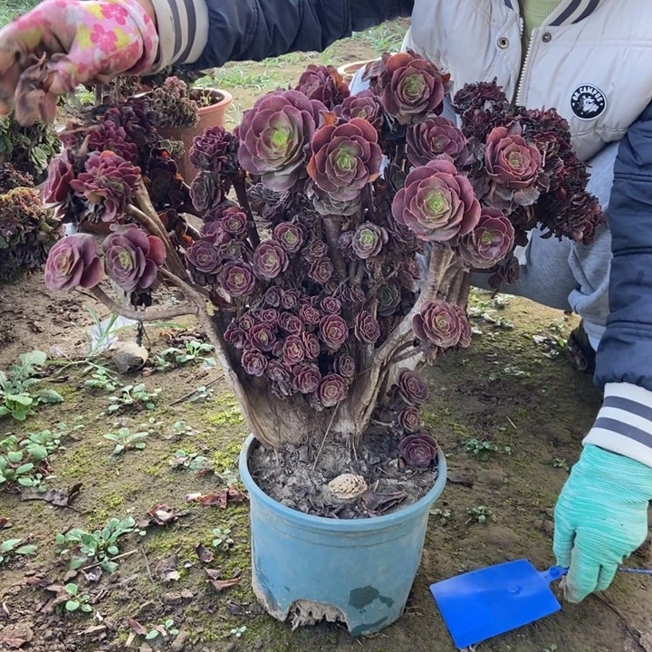 旋***漪093欧紫缀化老桩老桩