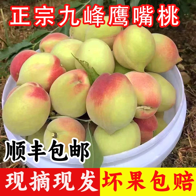 粤北九峰鹰嘴桃新鲜现摘水果广东九仙桃脆桃蜜桃精选大果应季毛桃