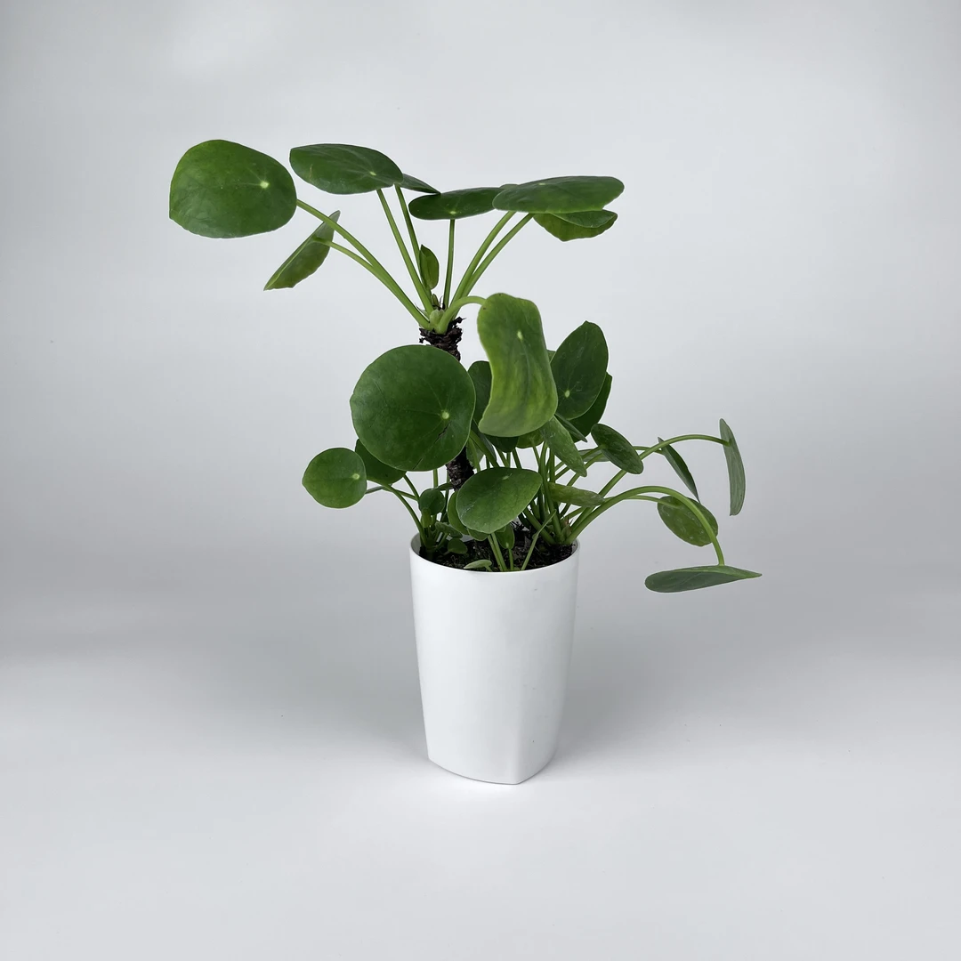 【富贵叶/镜面草】一物一拍原盆老桩好养绿植可用于镜观装饰