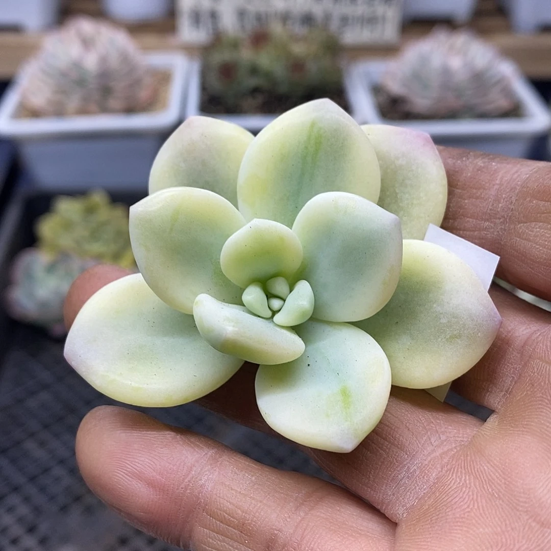 13137 优选洛神锦头盖