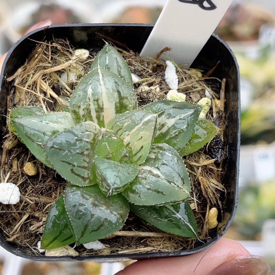 58实生寿锦福利专场