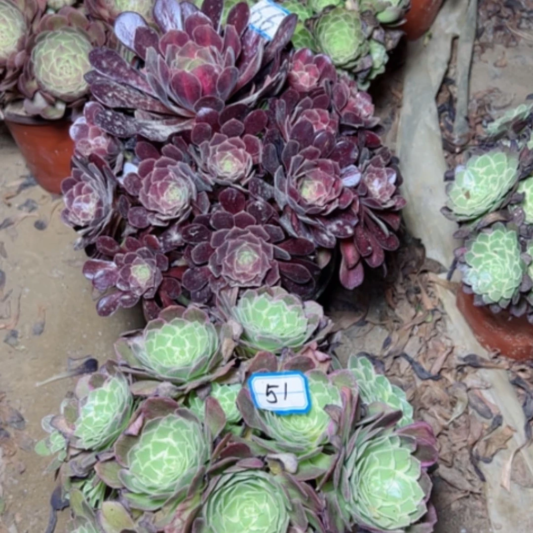 【闪购商品】等多肉植物两个66