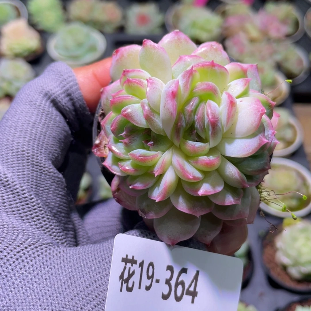 花利美19-364珍妮
