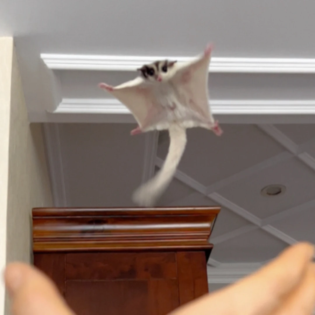 蜜袋鼯（直播间一对一挑选下单切勿自行下单店铺可以联系客服挑选）