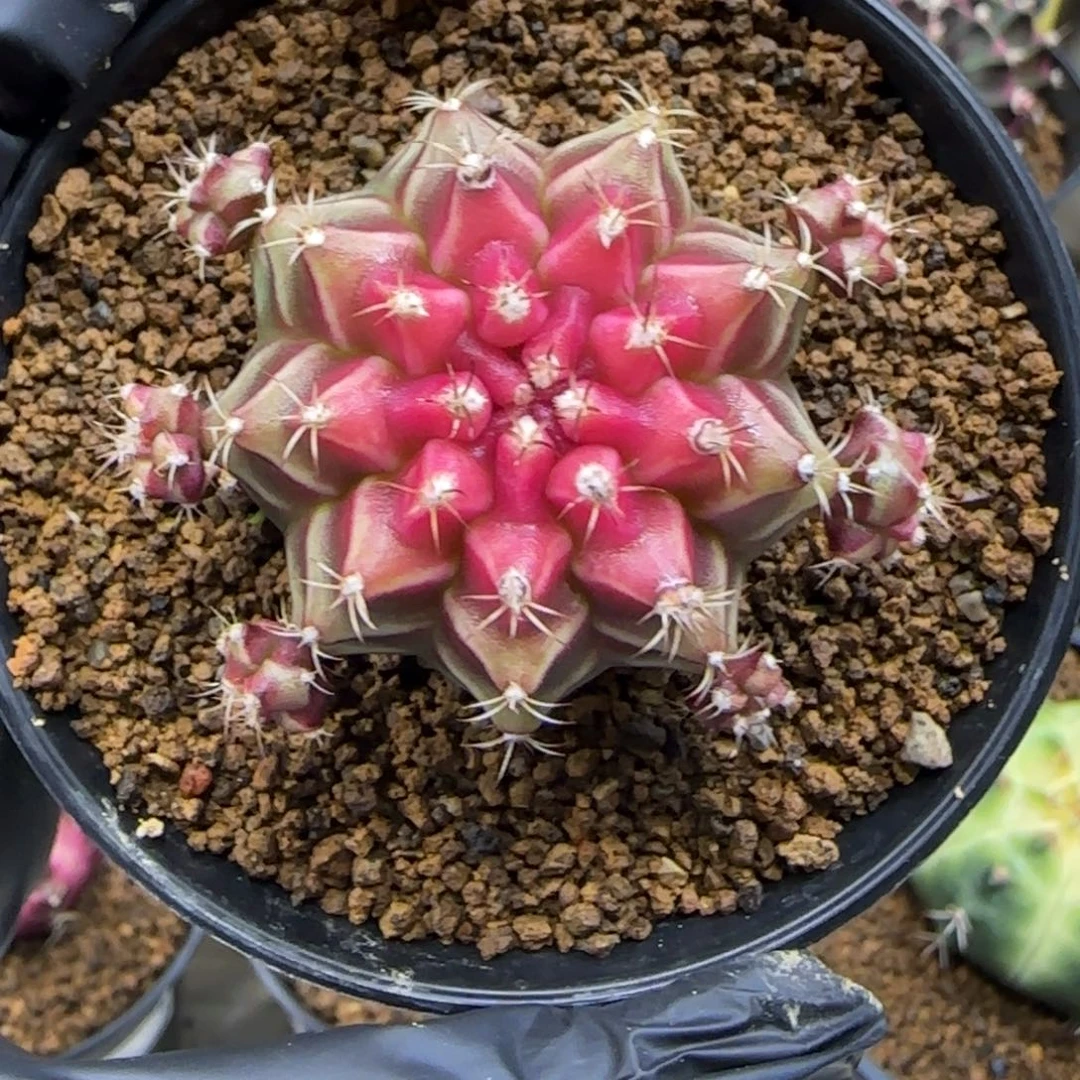 161号泰系名品侧芽小红帽