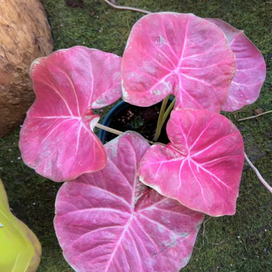 无花朵粉色圆脸大球228