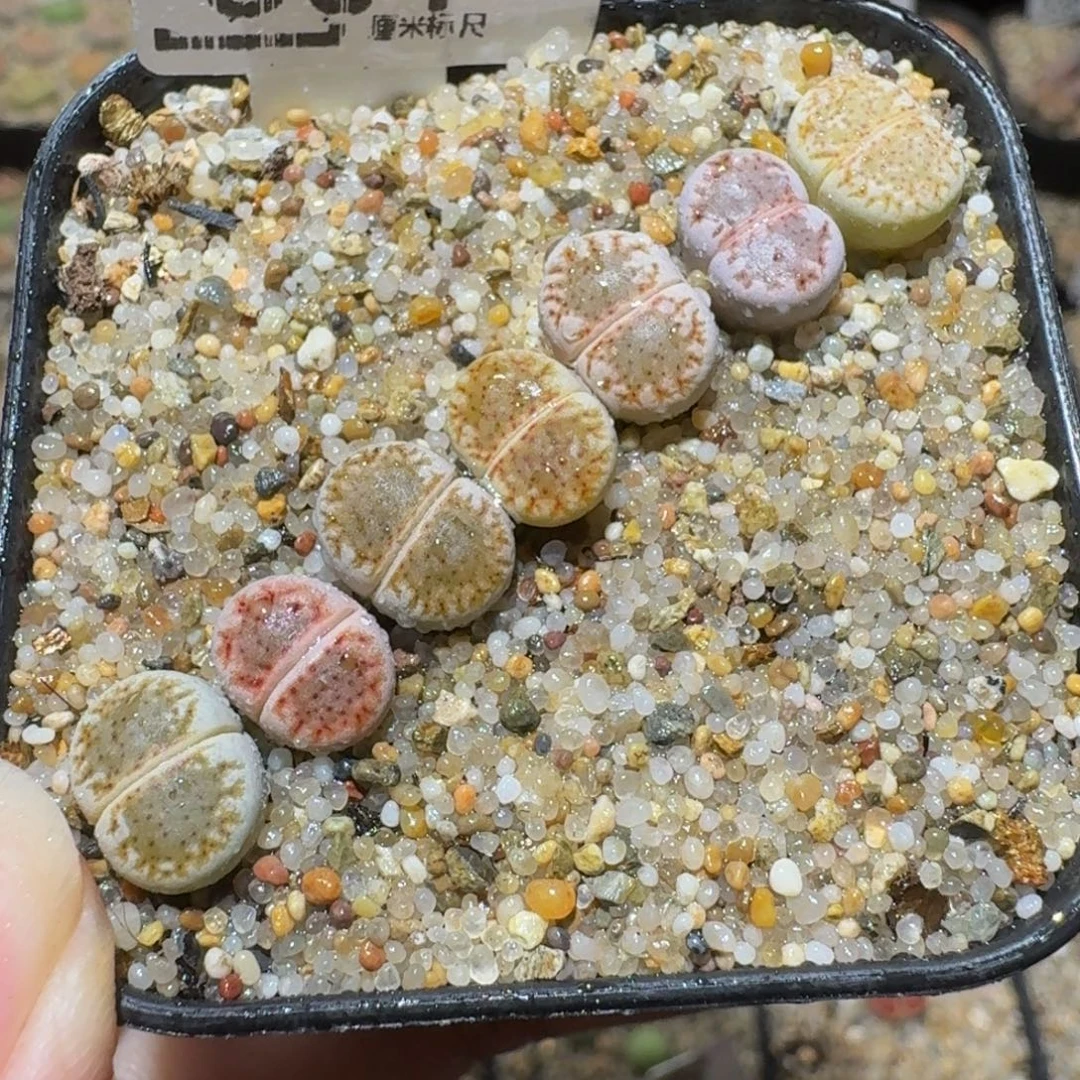 Sssss精品生石花831
