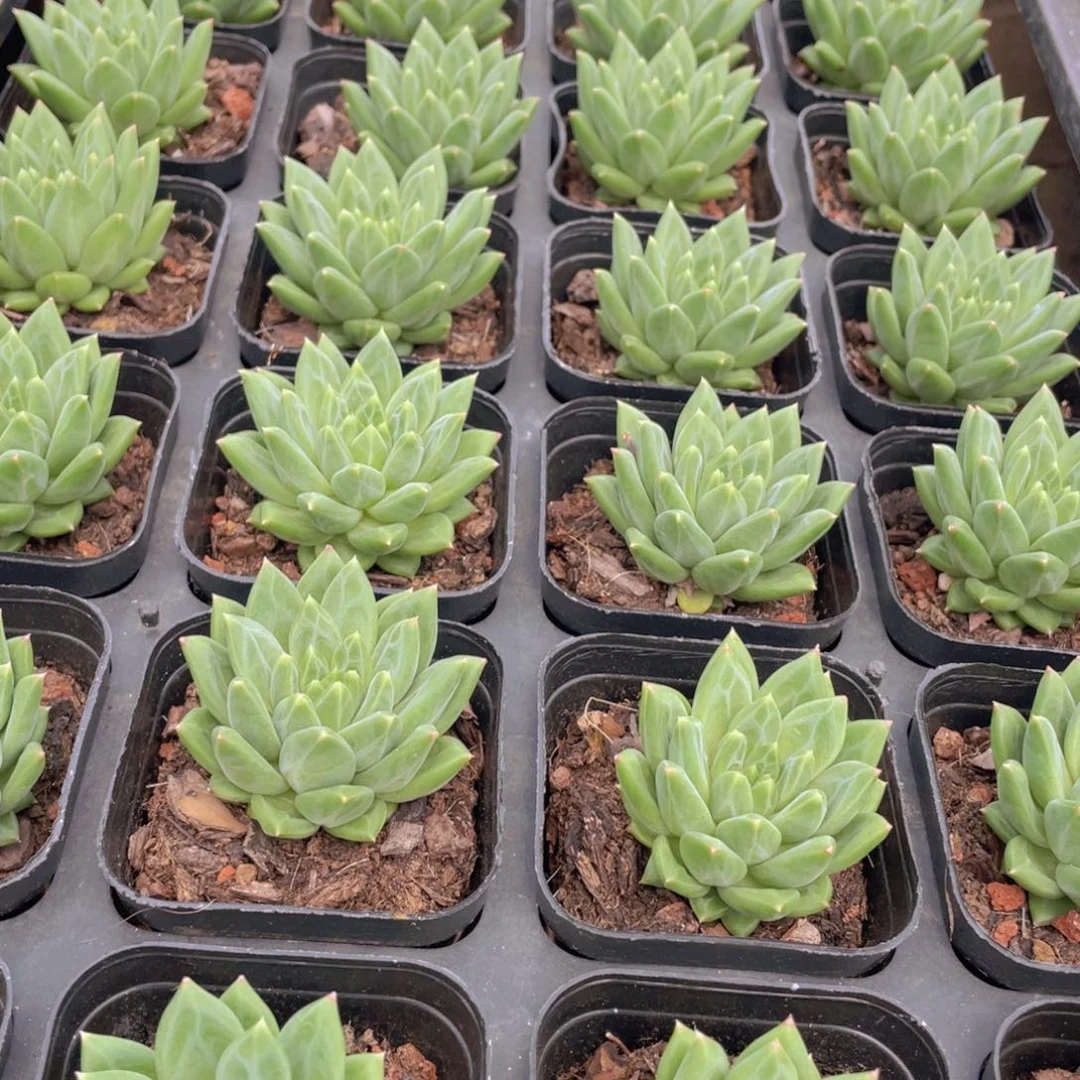 804号 甲骨文单头一个