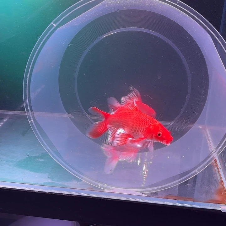 蝴蝶鲤鱼26号蝴蝶鲤