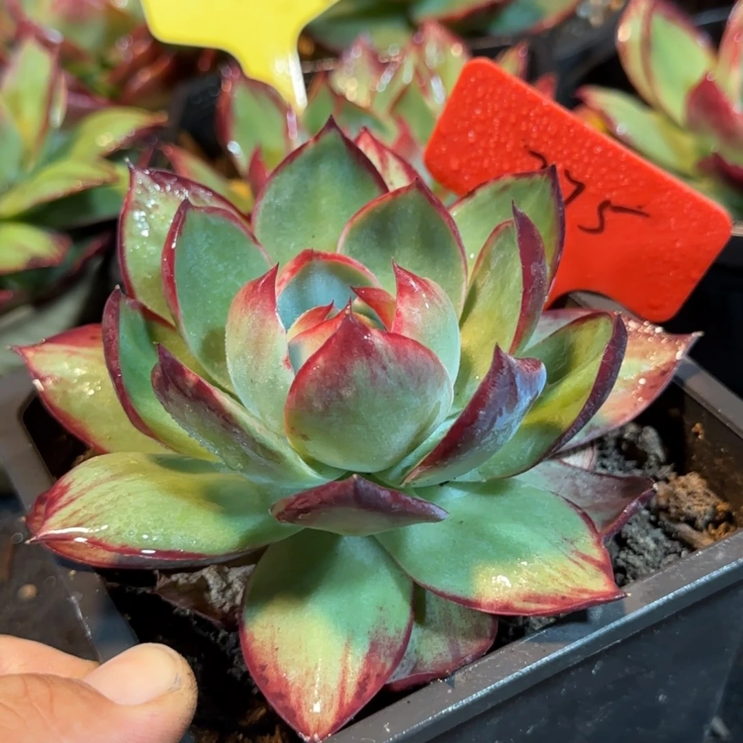 惊鸿一物一拍包装收缩花旱275