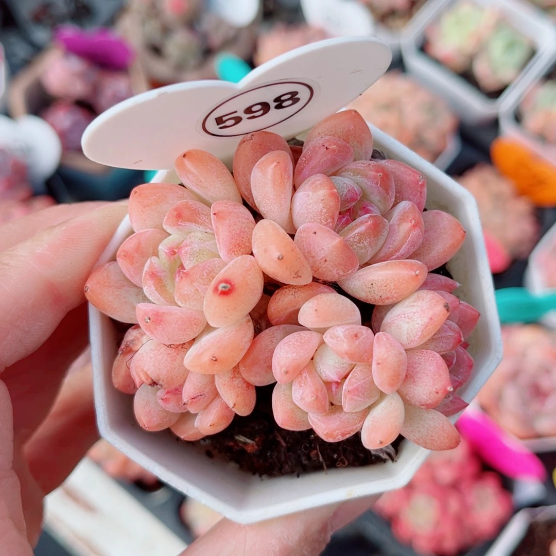 598号小老桩糖心群