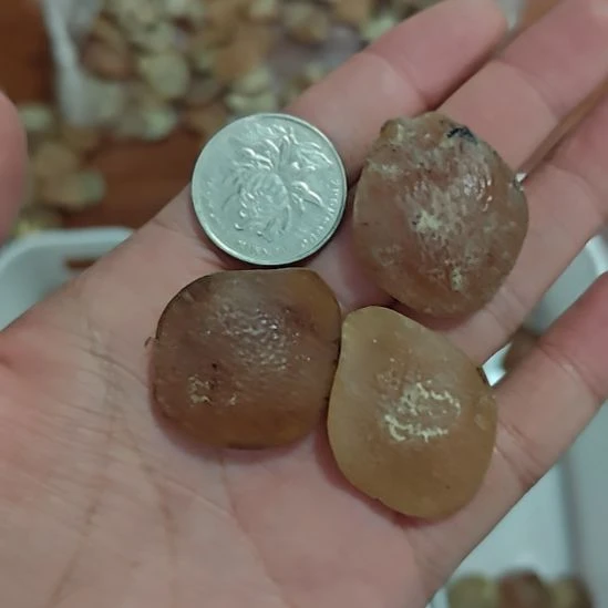 青鱼石原料5-6克3个