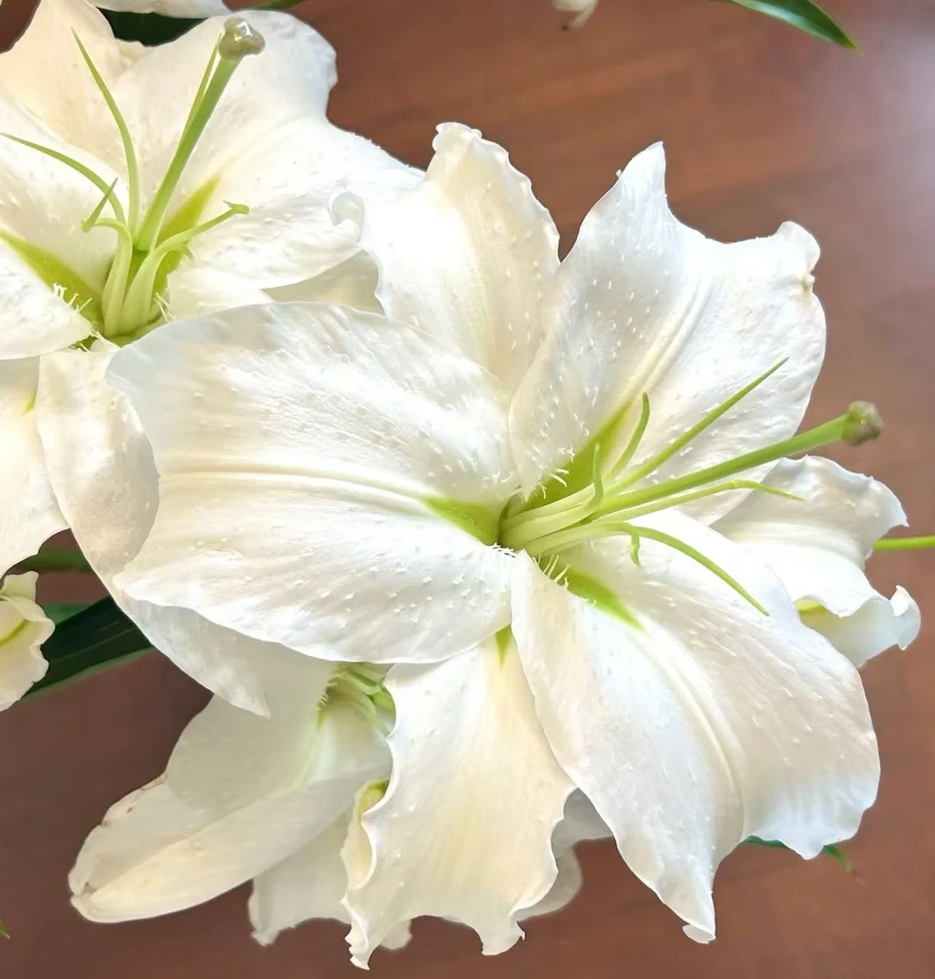 【西伯利亚百合】云南鲜花 基地直发 全店任意鲜花顺丰包邮