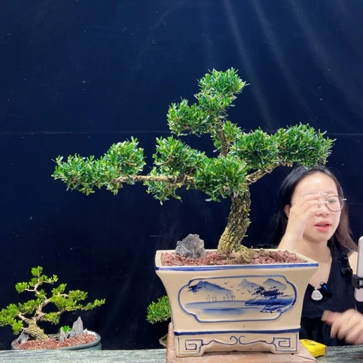 无花朵皱皮黄杨四季常绿