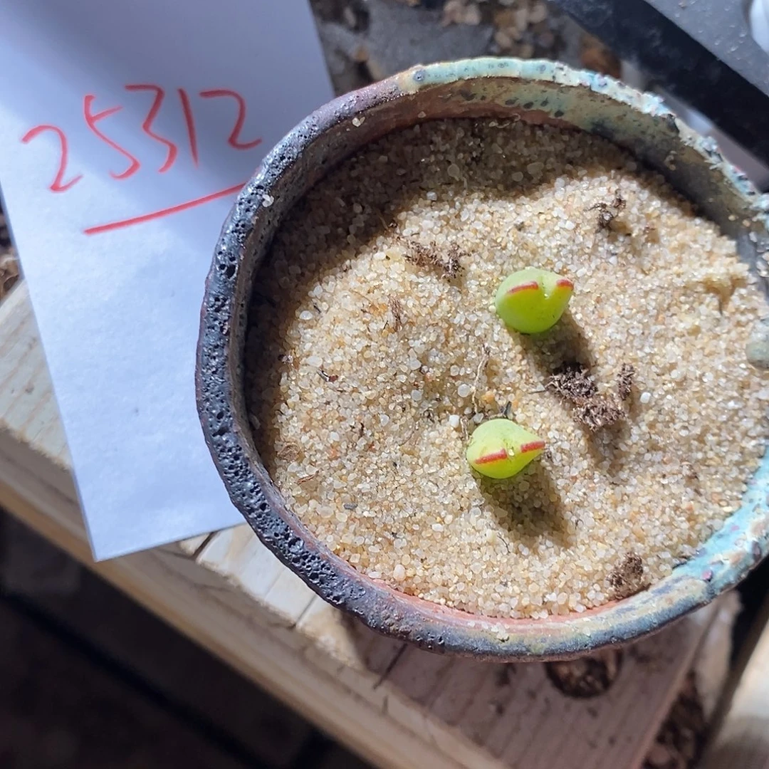 25312。 将杂琥珀两颗。