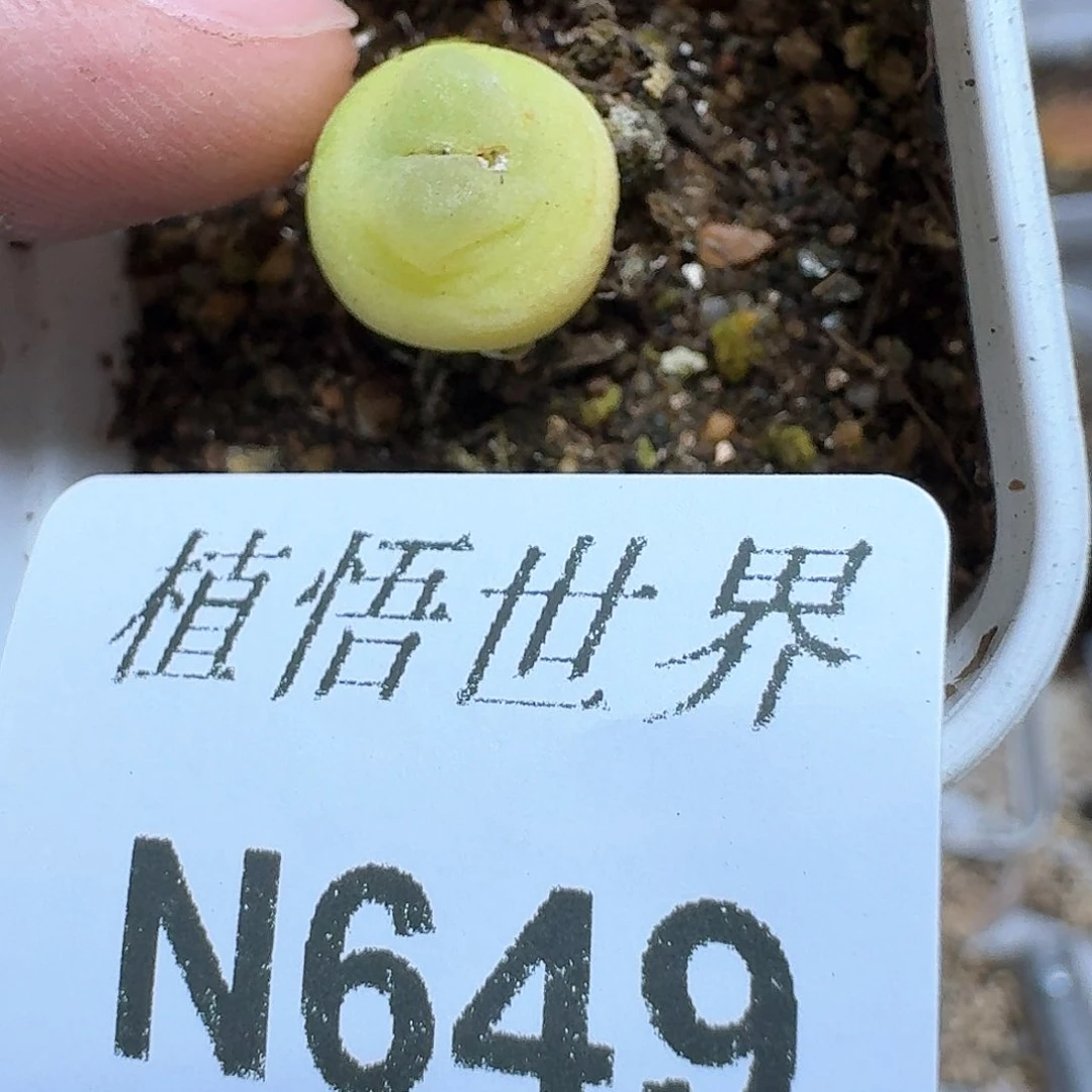649号多肉植物哇f g