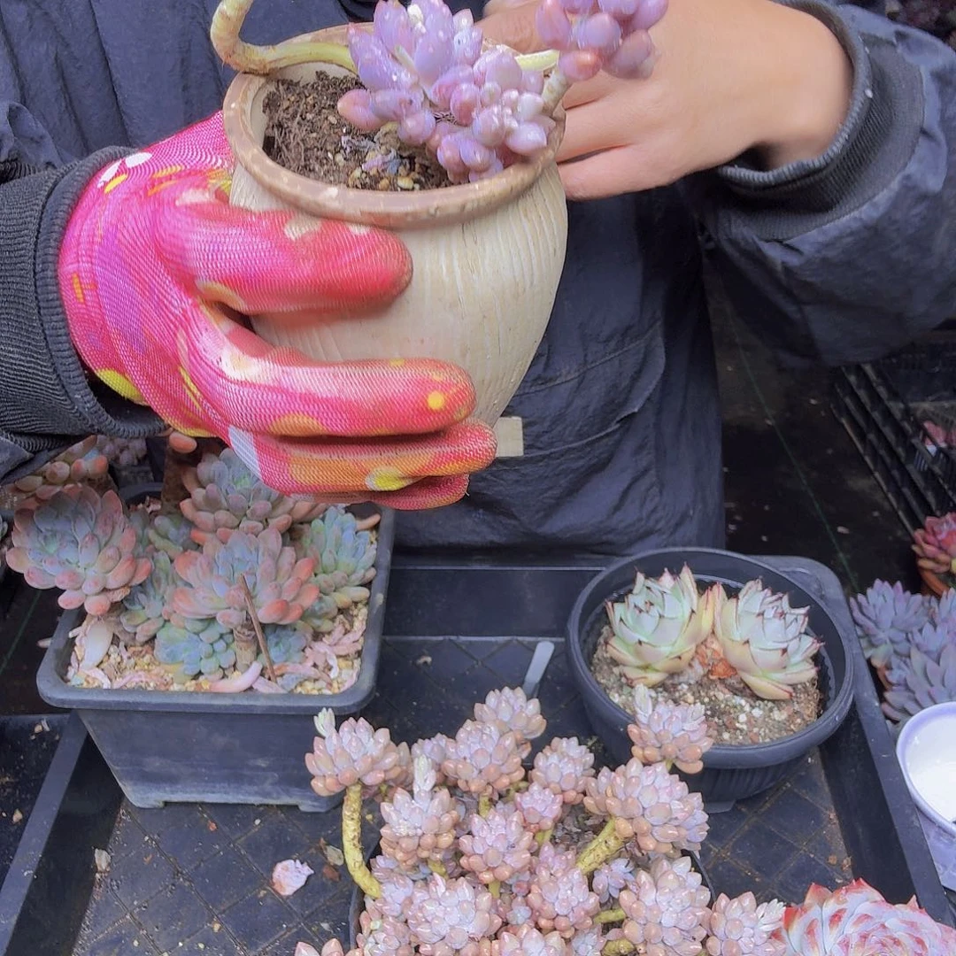 惜***009星黛露小造型一物一拍