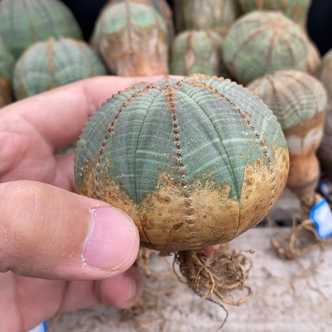 25 欧系实生布纹球多肉植物